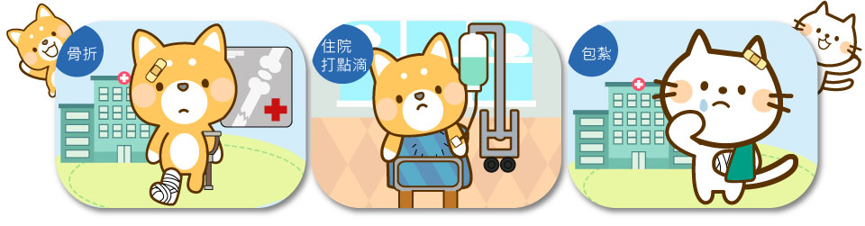 車內寵物意外骨折,住院打點滴,包紮 車內寵物意外骨折,住院打點滴,包紮